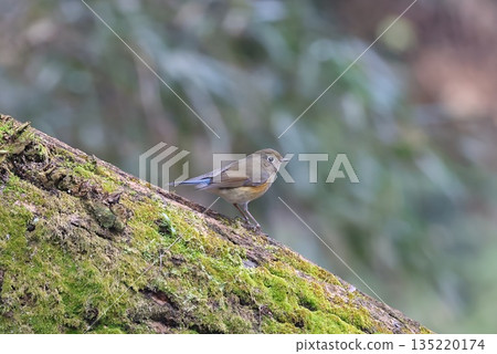 2025年12月，一隻雌性藍白鶲造訪厚木自然保護中心。 135220174