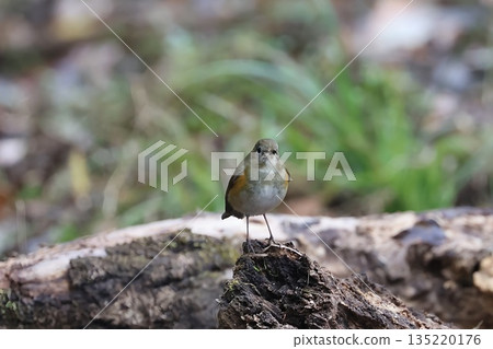 2025年12月,一隻雌性藍白鶲造訪厚木自然保護中心。 2025年12月,一隻雌性藍白鶲造訪厚木自然保護中心。 135220176