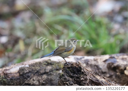 2025年12月,一隻雌性藍白鶲造訪厚木自然保護中心。 2025年12月,一隻雌性藍白鶲造訪厚木自然保護中心。 135220177