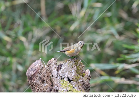 A female Blue-and-white flycatcher visiting the Atsugi Nature Conservation Center in December 2025 A female Blue-and-white flycatcher visiting the Atsugi Nature Conservation Center in December 2025 135220180