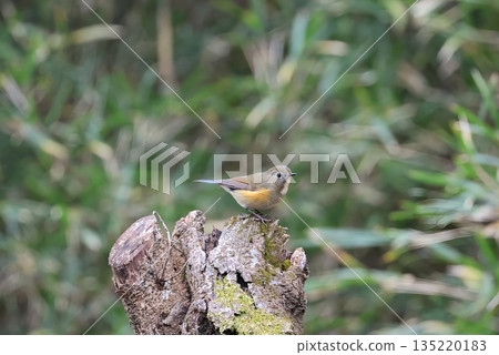 2025年12月,一隻雌性藍白鶲造訪厚木自然保護中心。 2025年12月,一隻雌性藍白鶲造訪厚木自然保護中心。 135220183