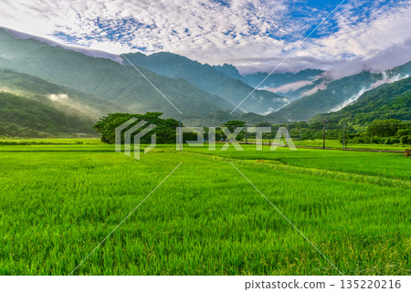 Rice paddies in Nagata settlement, Yakushima Island; rural landscape (summer) Rice paddies in Nagata settlement, Yakushima Island; rural landscape (summer) 135220216