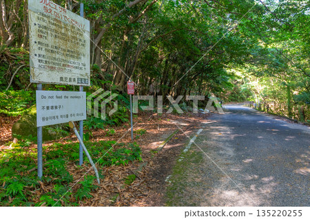 Green Corridor Western Forest Road Area World Natural Heritage Yakushima (Summer 135220255