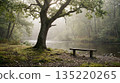 Misty riverside forest with bench and large tree 135220265