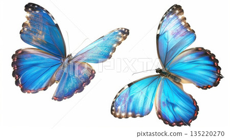 Two blue morpho butterflies isolated on white background 135220270