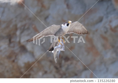 A peregrine falcon bringing food for its young A peregrine falcon bringing food for its young 135220280