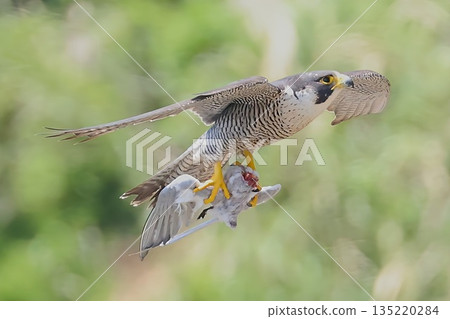 A peregrine falcon bringing food for its young 135220284