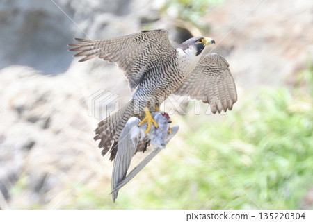 一隻遊隼正帶著食物餵養幼鳥 一隻遊隼正帶著食物餵養幼鳥 135220304