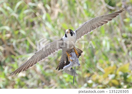 一隻遊隼正帶著食物餵養幼鳥 一隻遊隼正帶著食物餵養幼鳥 135220305