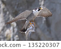一隻遊隼正帶著食物餵養幼鳥 135220307
