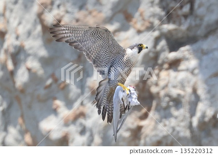 一隻遊隼正帶著食物餵養幼鳥 一隻遊隼正帶著食物餵養幼鳥 135220312