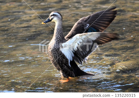 普通鴨展翅 135220315