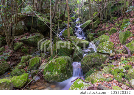 A gentle breeze flows through the mountain stream valley. Yakushima, a World Heritage Site (Summer) A gentle breeze flows through the mountain stream valley. Yakushima, a World Heritage Site (Summer) 135220322