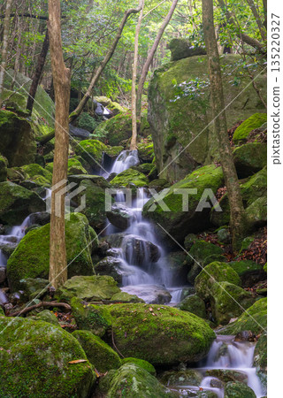 A gentle breeze flows through the mountain stream valley. Yakushima, a World Heritage Site (Summer) 135220327