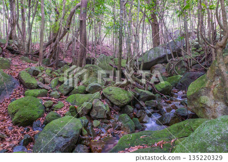 A gentle breeze flows through the mountain stream valley. Yakushima, a World Heritage Site (Summer) 135220329