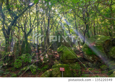 陽光森林世界自然遺產屋久島（夏季） 135220349