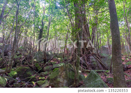 陽光森林世界自然遺產屋久島（夏季） 135220353
