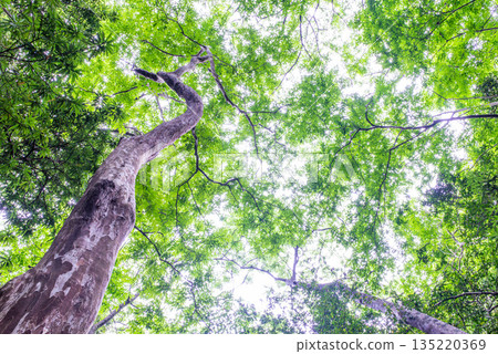 綠色森林環保形象 135220369