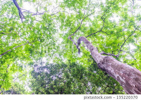 綠色森林環保形象 135220370