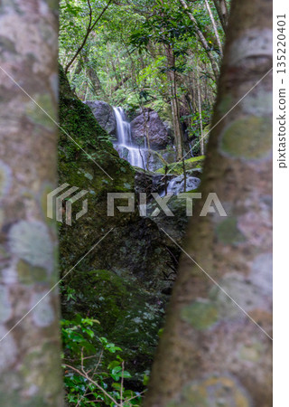 暴雨後出現的瀑布 世界自然遺產 屋久島（夏季） 135220401