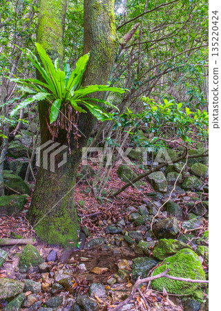 Otaniwatari World Natural Heritage Yakushima (Summer) Otaniwatari World Natural Heritage Yakushima (Summer) 135220424
