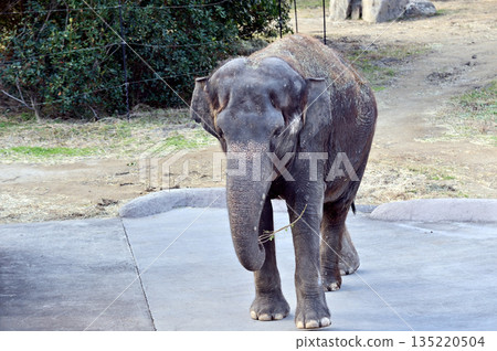 走亞洲大象 135220504