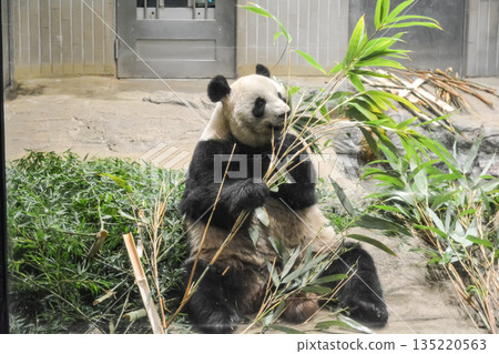 Panda eating deliciously 135220563