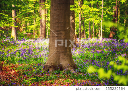 Blossoming lovely spring violet-blue forest flowers - common bluebells or Hyacinthoides, Belgium Blossoming lovely spring violet-blue forest flowers - common bluebells or Hyacinthoides, Belgium 135220564