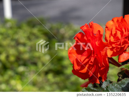 鮮豔的紅色和橙色秋海棠花,如同盛夏的陽光。 鮮豔的紅色和橙色秋海棠花,如同盛夏的陽光。 135220635