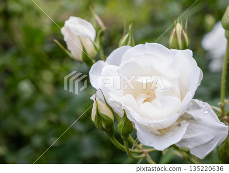 Close-up of a white rose and bud after the rain Close-up of a white rose and bud after the rain 135220636