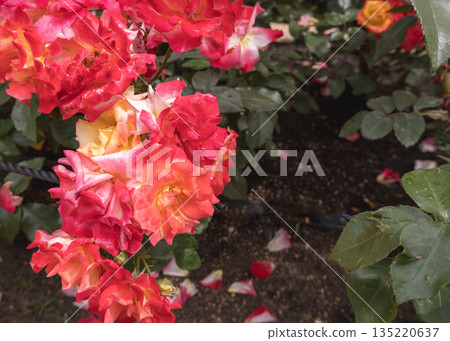 A bouquet of beautiful red and orange roses A bouquet of beautiful red and orange roses 135220637