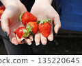 Red ripe strawberry (Asuka Ruby) 135220645