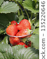 Red ripe strawberry (Asuka Ruby) 135220646
