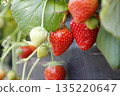 Red ripe strawberry (Asuka Ruby) 135220647