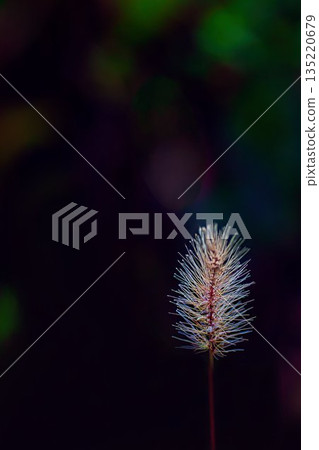 The vibrant fluff of green foxtail grass appears fantastically illuminated in the autumn morning sun. The vibrant fluff of green foxtail grass appears fantastically illuminated in the autumn morning sun. 135220679