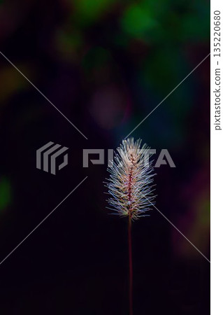 The vibrant fluff of green foxtail grass appears fantastically illuminated in the autumn morning sun. The vibrant fluff of green foxtail grass appears fantastically illuminated in the autumn morning sun. 135220680