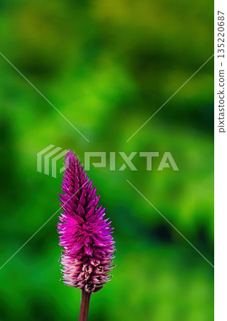 Red cockscomb flowers stand out among the greenery 135220687
