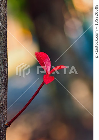 Fallen red photinia leaves on a tree trunk Fallen red photinia leaves on a tree trunk 135220688