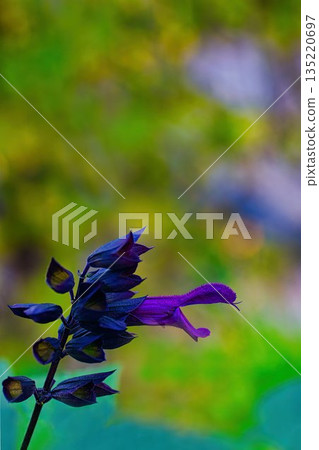 Blue Salvia guaranitica Blue Salvia guaranitica 135220697