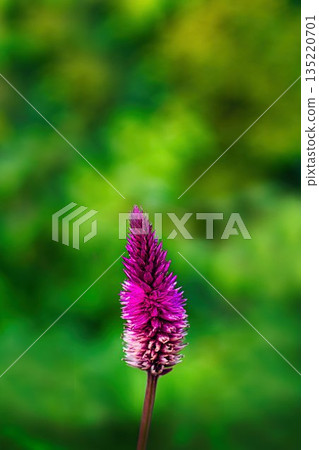 Red Keito Flower 135220701