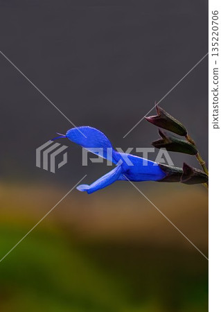 Blue Salvia guaranitica Blue Salvia guaranitica 135220706