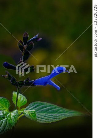 Blue Salvia guaranitica flowers Blue Salvia guaranitica flowers 135220729
