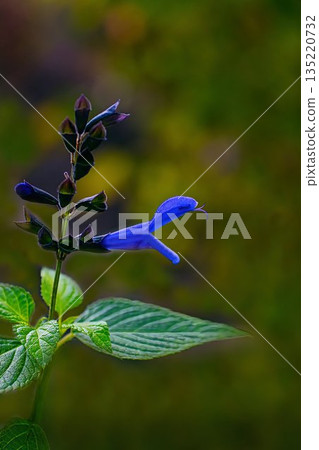 Blue Salvia guaranitica flowers Blue Salvia guaranitica flowers 135220732