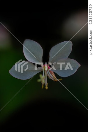 White Gowra 135220739