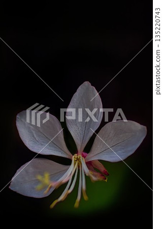 White Gowra 135220743