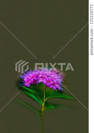 Pink floral flower Pink floral flower 135220773