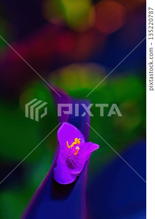 A flower of a purple cherry that has begun to bloom 135220787