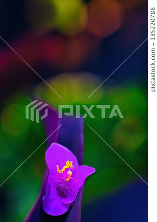 Pretty purple crocus flower Pretty purple crocus flower 135220788