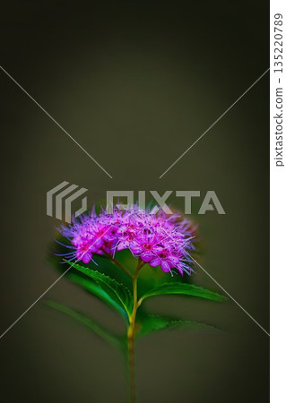 Pink floral flower Pink floral flower 135220789