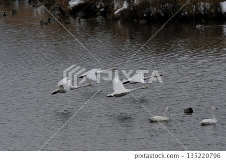 斯旺寧天鵝 斯旺寧天鵝 135220796